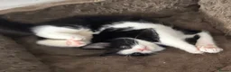 Mixed Breed cats for sale: Kittens ready to leave still available  - Advert 6