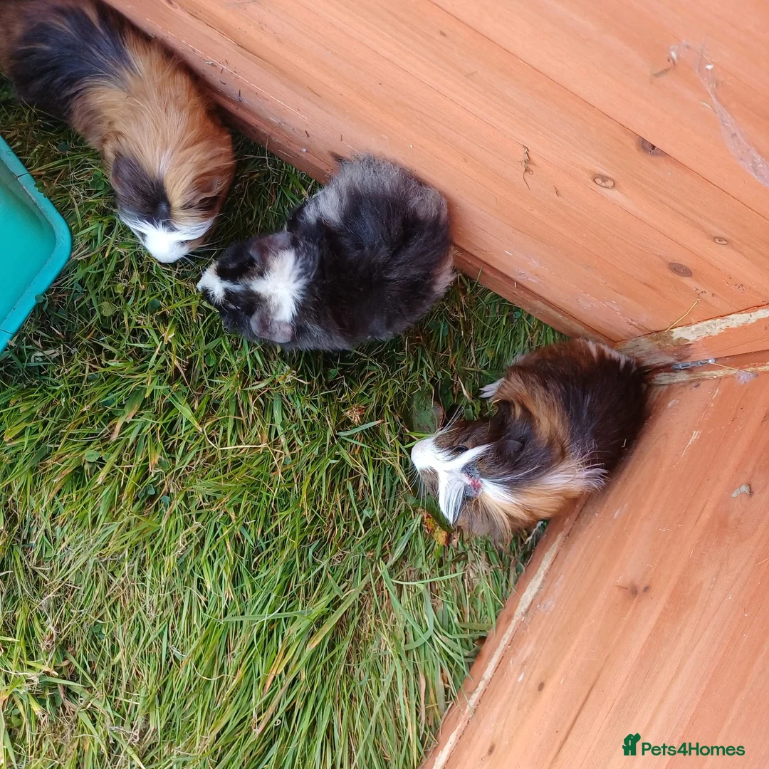 Guinea Pig rodents for sale: Baby boys available  - Advert 10