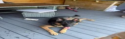 German Shepherd dogs for sale: German shepherd (Bear) - Advert 2