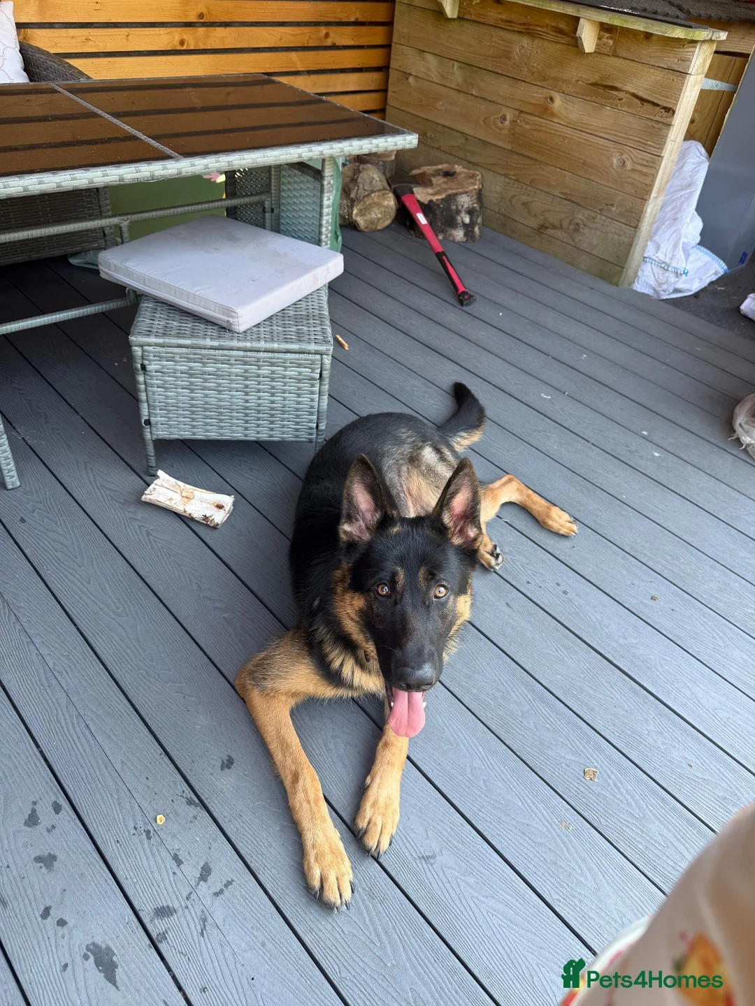German Shepherd dogs for sale: German shepherd (Bear) - Advert 2
