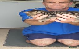 Bengal cats for sale: Bengal spotted,leopard kittens  - Image 3