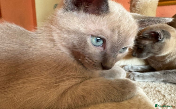 Tonkinese cats - Advert 1