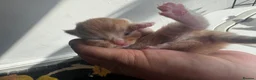 Mixed Breed cats for sale: Beautiful litter - Advert 14