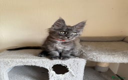 Maine Coon cats for sale: Pedigree GCCF Russian Import line Maine Coons - Image 13