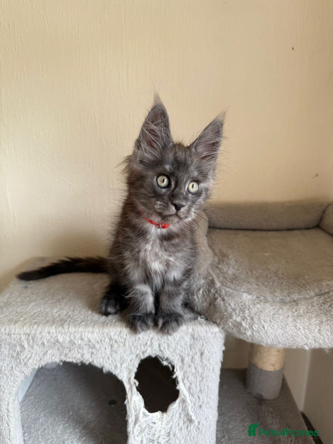 Maine Coon cats for sale: Pedigree GCCF Russian Import line Maine Coons - Image 13