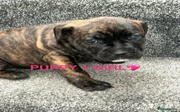 Staffordshire Bull Terrier dogs for sale: 4 staffy pups  - Image 2