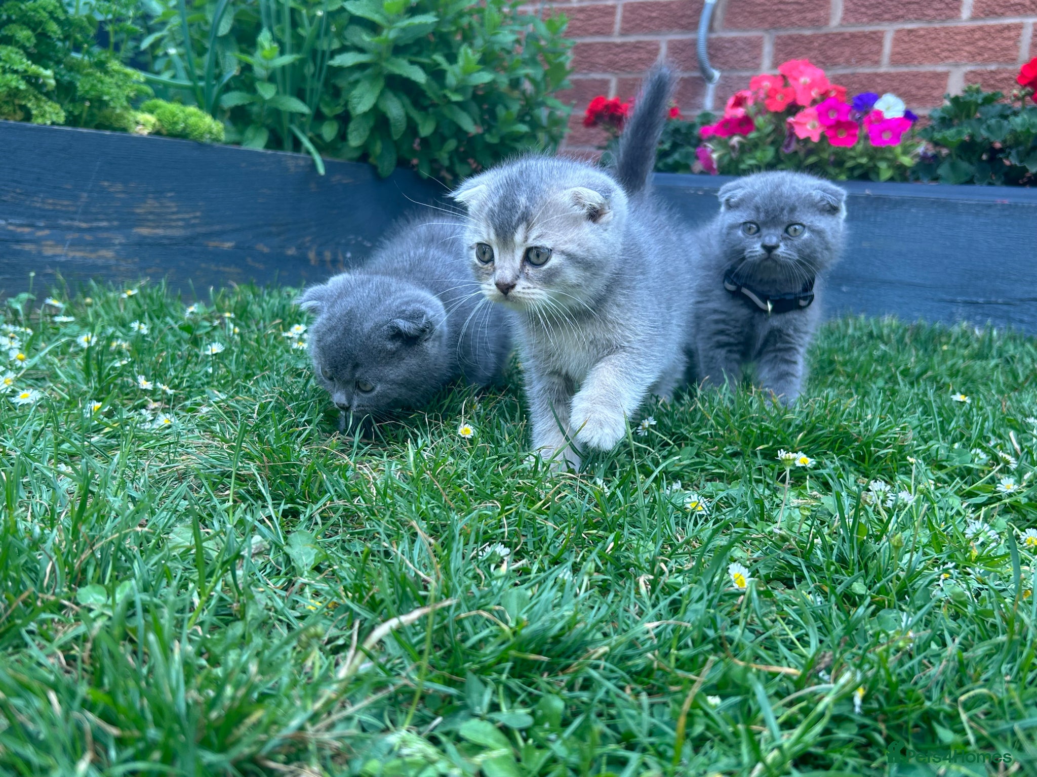Scottish Fold cats Scottish folds looking for forever home❣️ ❤️ - Advert 6