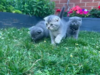 Scottish Fold cats Scottish folds looking for forever home❣️ ❤️ - Advert 6