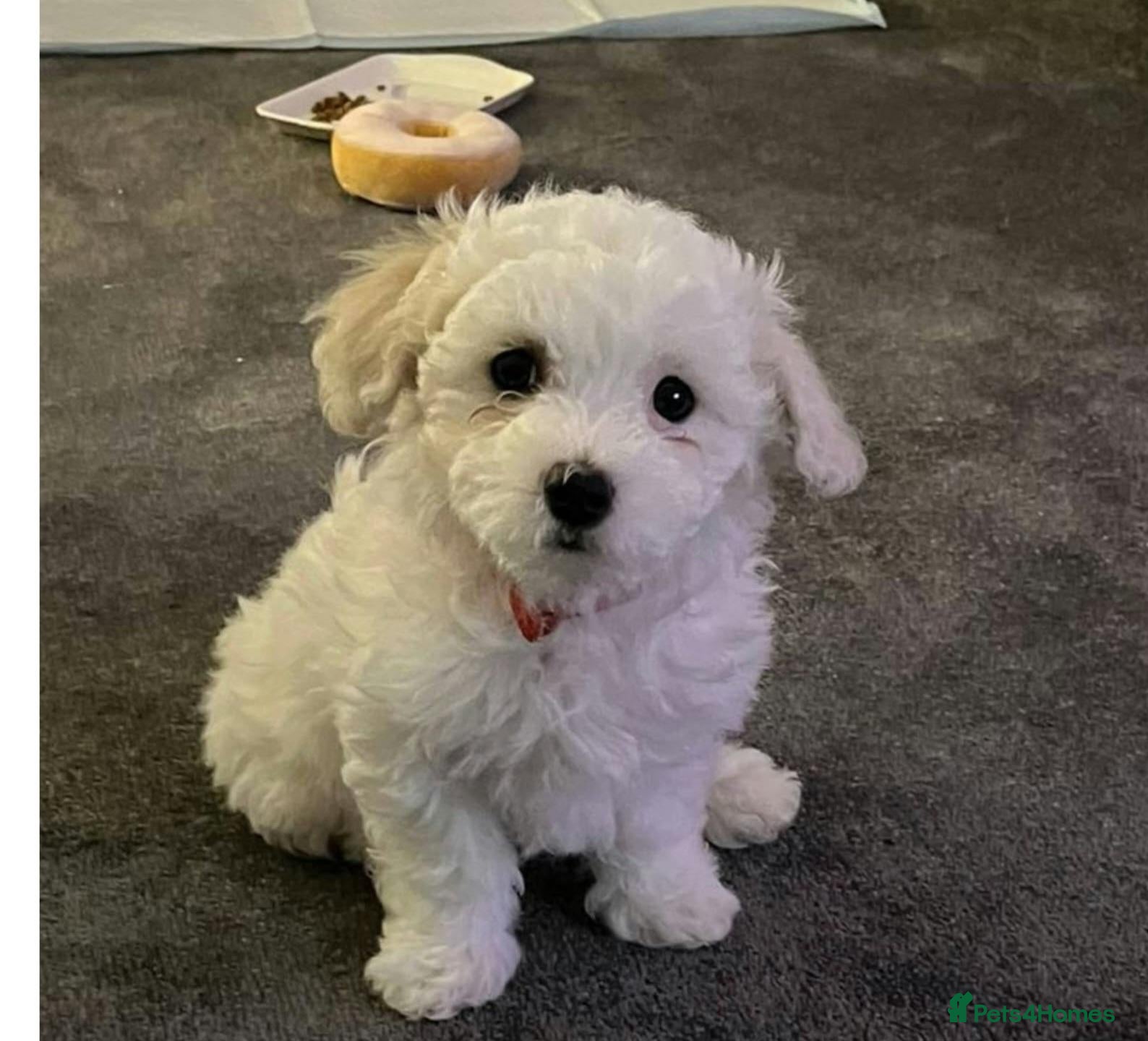 Bichon Frise dogs Bichon frise on sale - Advert 1