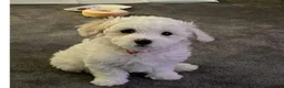 Bichon Frise dogs for sale: Bichon frise on sale - Advert 1