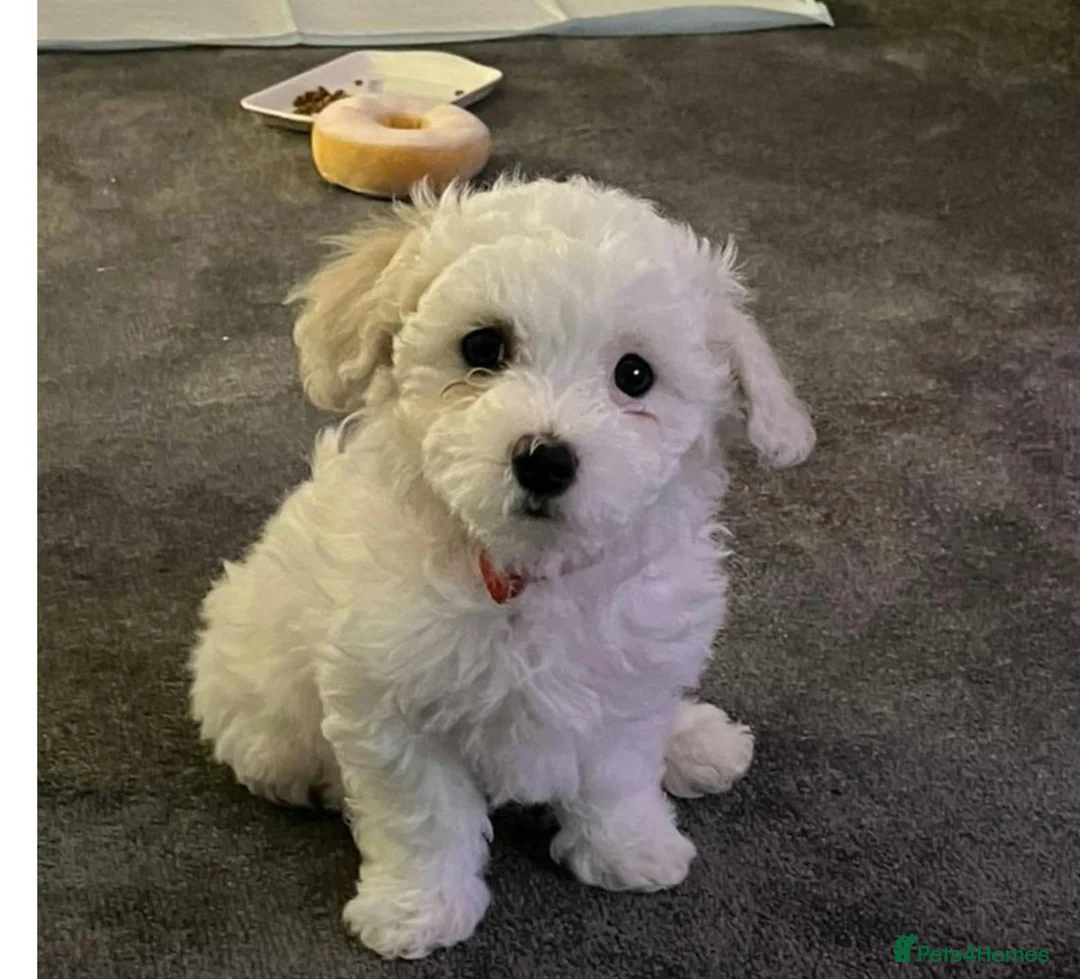 Bichon Frise dogs for sale: Bichon frise on sale - Advert 1