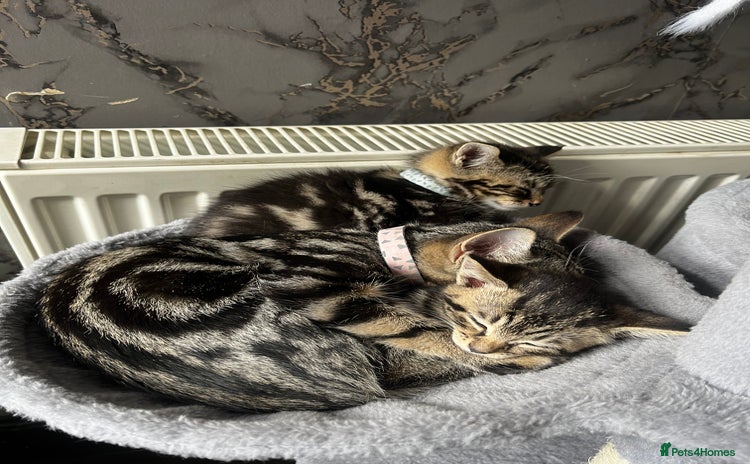 Mixed Breed cats - Advert 9