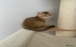 British Shorthair cats for sale: BSH Golden kittens  - Image 19