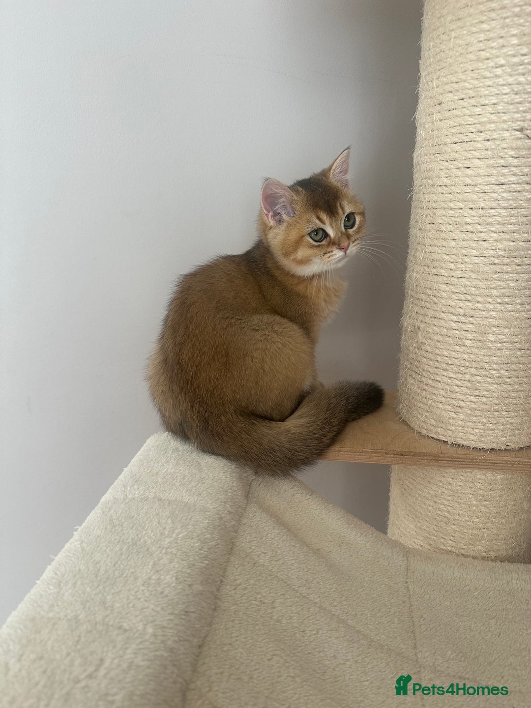 British Shorthair cats for sale: BSH Golden kittens  - Image 19