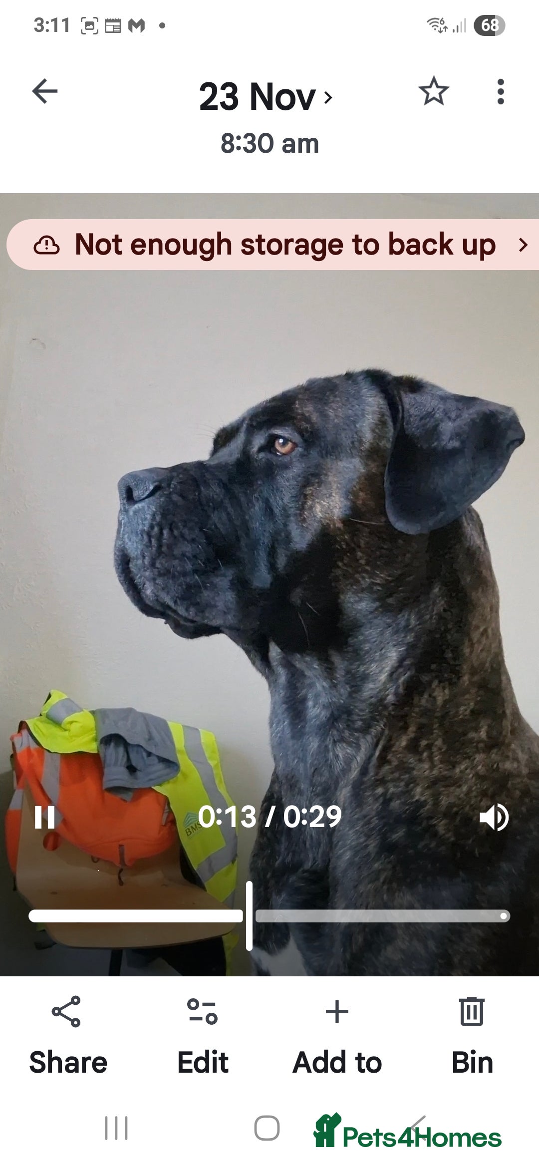 Cane Corso dogs for sale: Cane korso - Advert 1