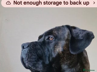 Cane Corso dogs Cane korso - Advert 11