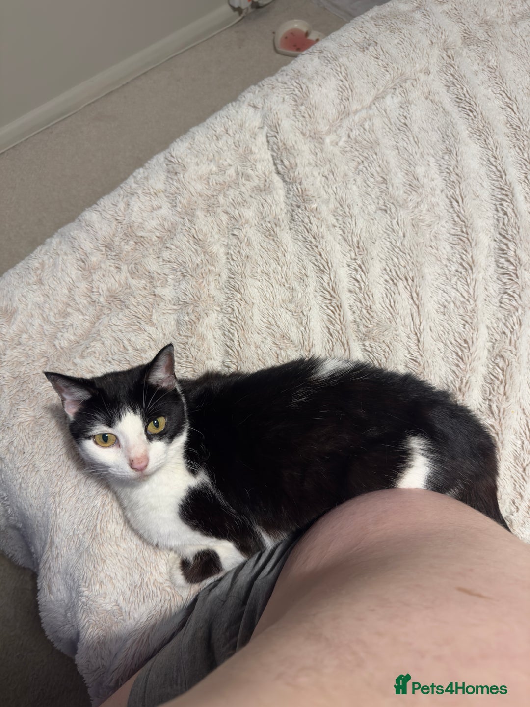 Domestic Shorthair cats for sale: Female Cat - Advert 4