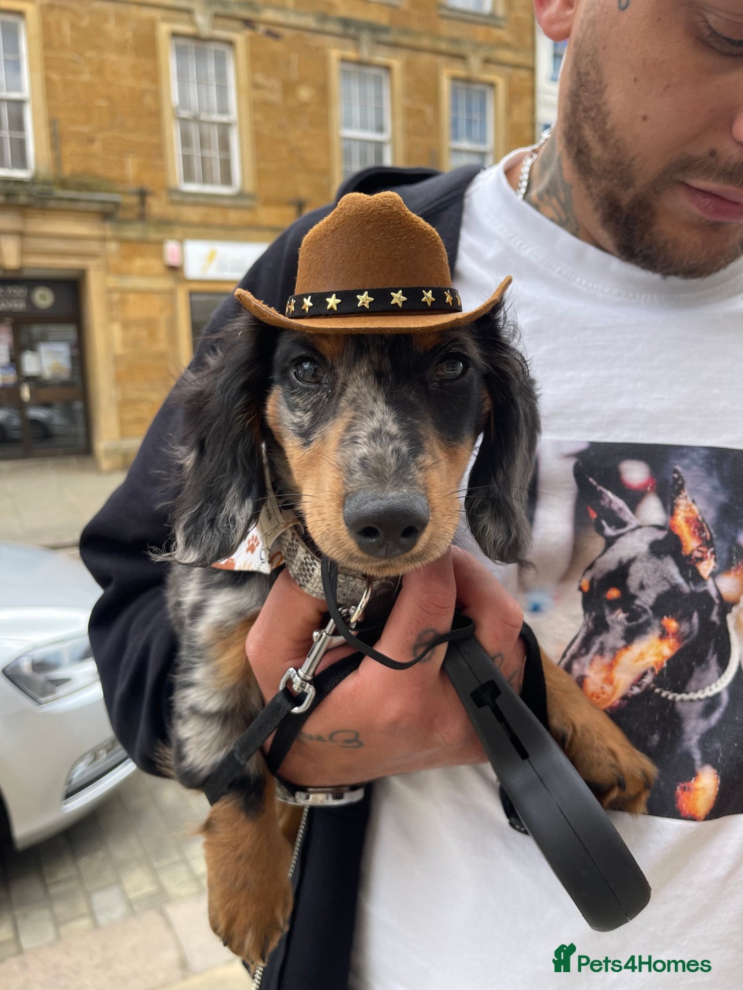 Miniature Dachshund dogs for sale:  Miniature Dachshund for rehoming.  - Advert 2