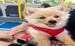 Pomeranian dogs for sale: Little girl - Image 3