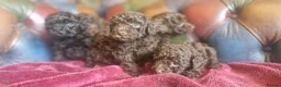 Toy Poodle dogs for sale: Gorgeous toy poodle pupps.health tested parents  - Advert 8
