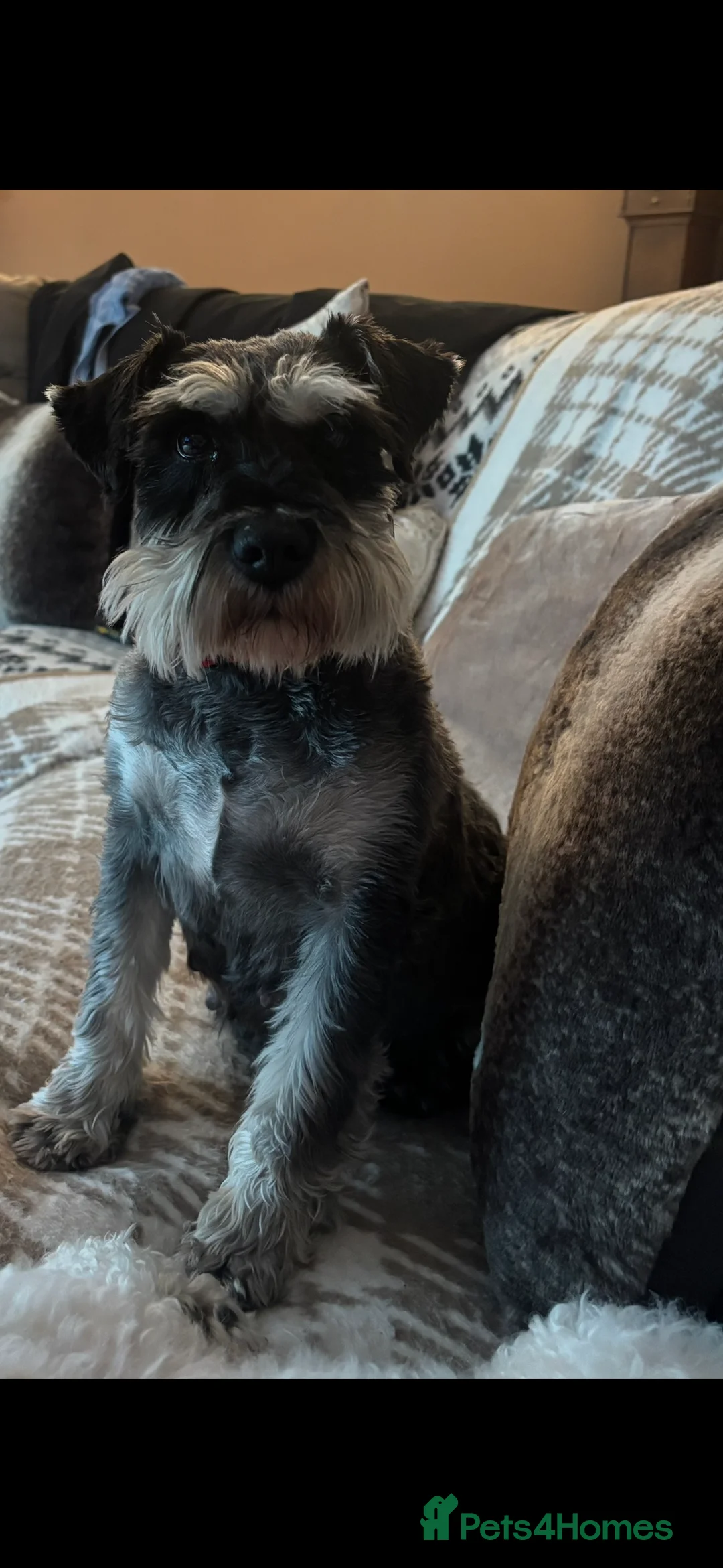 Miniature Schnauzer dogs for sale: Miniature Schnauzer Girl - Advert 2