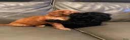 Cockapoo dogs for sale: Lovely fb2 cocapoos - Advert 3