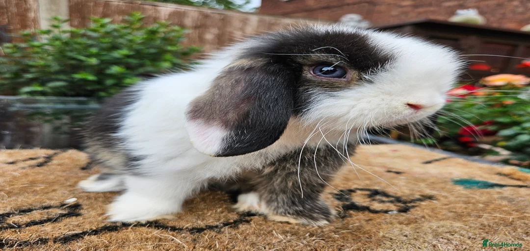 Gallery Image {{count}}