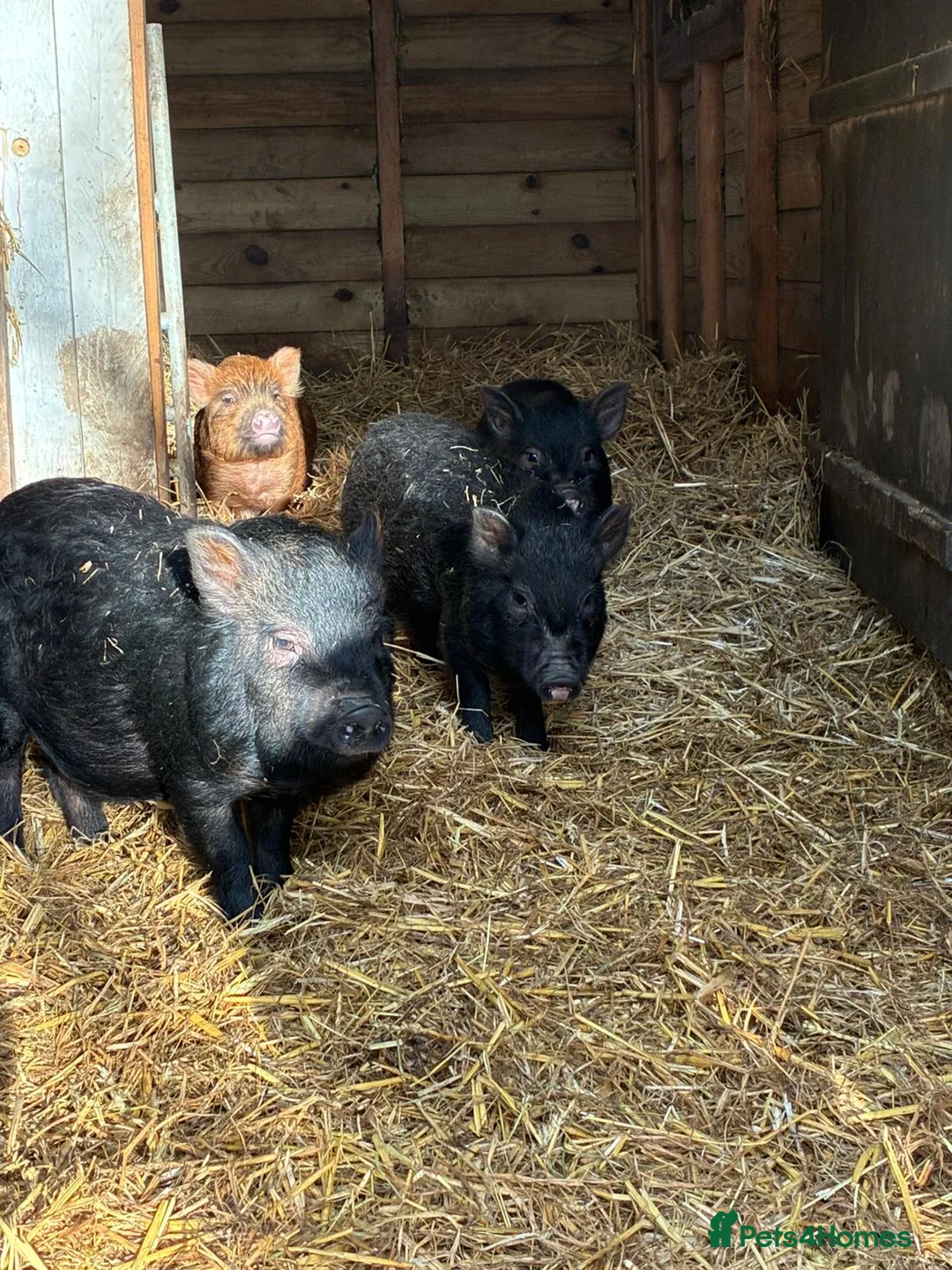 Pig livestock for sale: X4 Juliana mini pigs for sale  - Advert 2