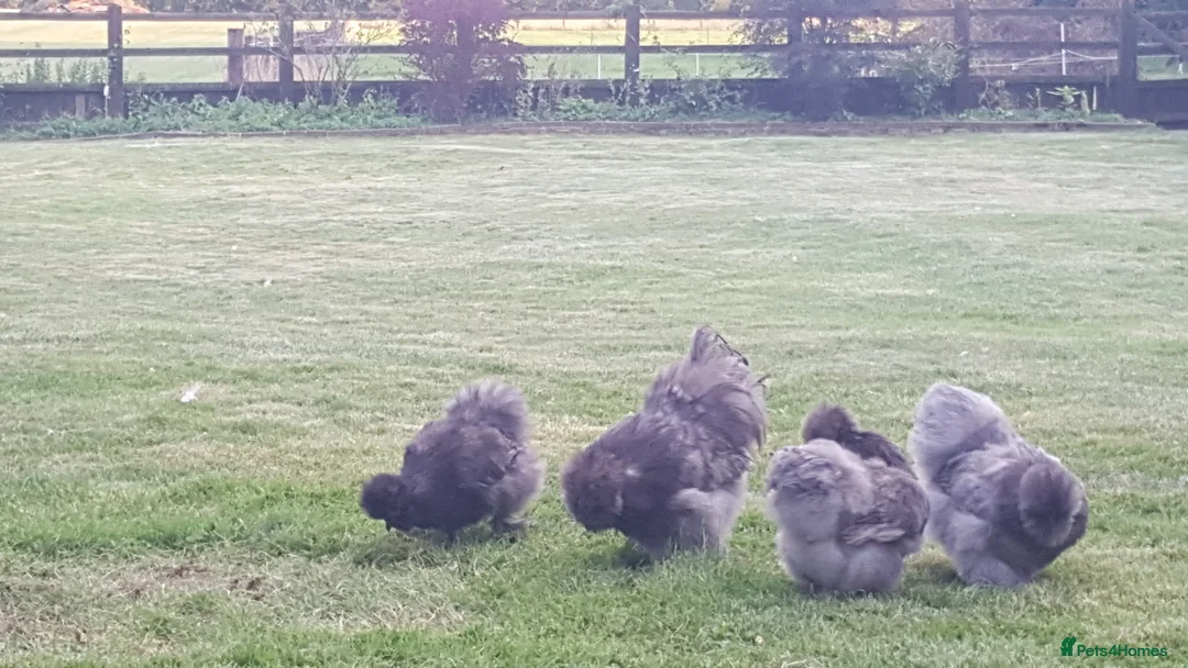 Chickens poultry for sale: Blue Bearded Silkie Hatching eggs with *Guarantee* - Advert 1