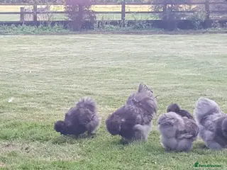 Chickens poultry Blue Bearded Silkie Hatching eggs with *Guarantee* - Advert 3