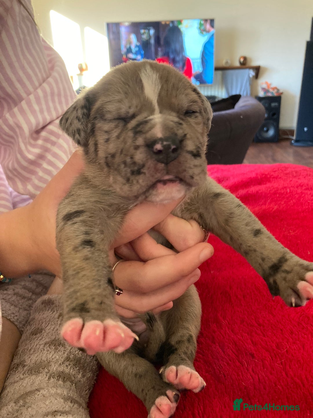 Mixed Breed dogs for sale: Mastiff x Staffy Puppies  - Advert 16