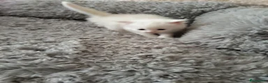 Maine Coon Kitten 3