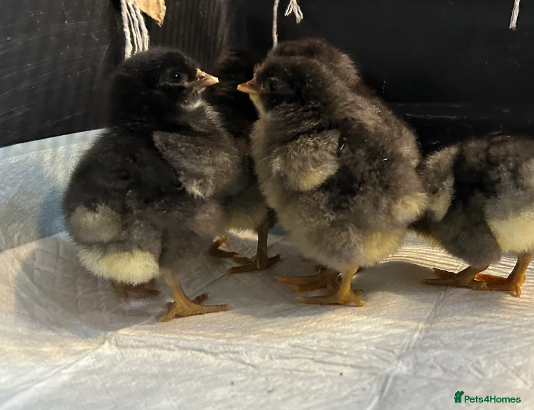 Chickens poultry for sale: ORPINGTON CHICKS FOR SALE - Advert 4