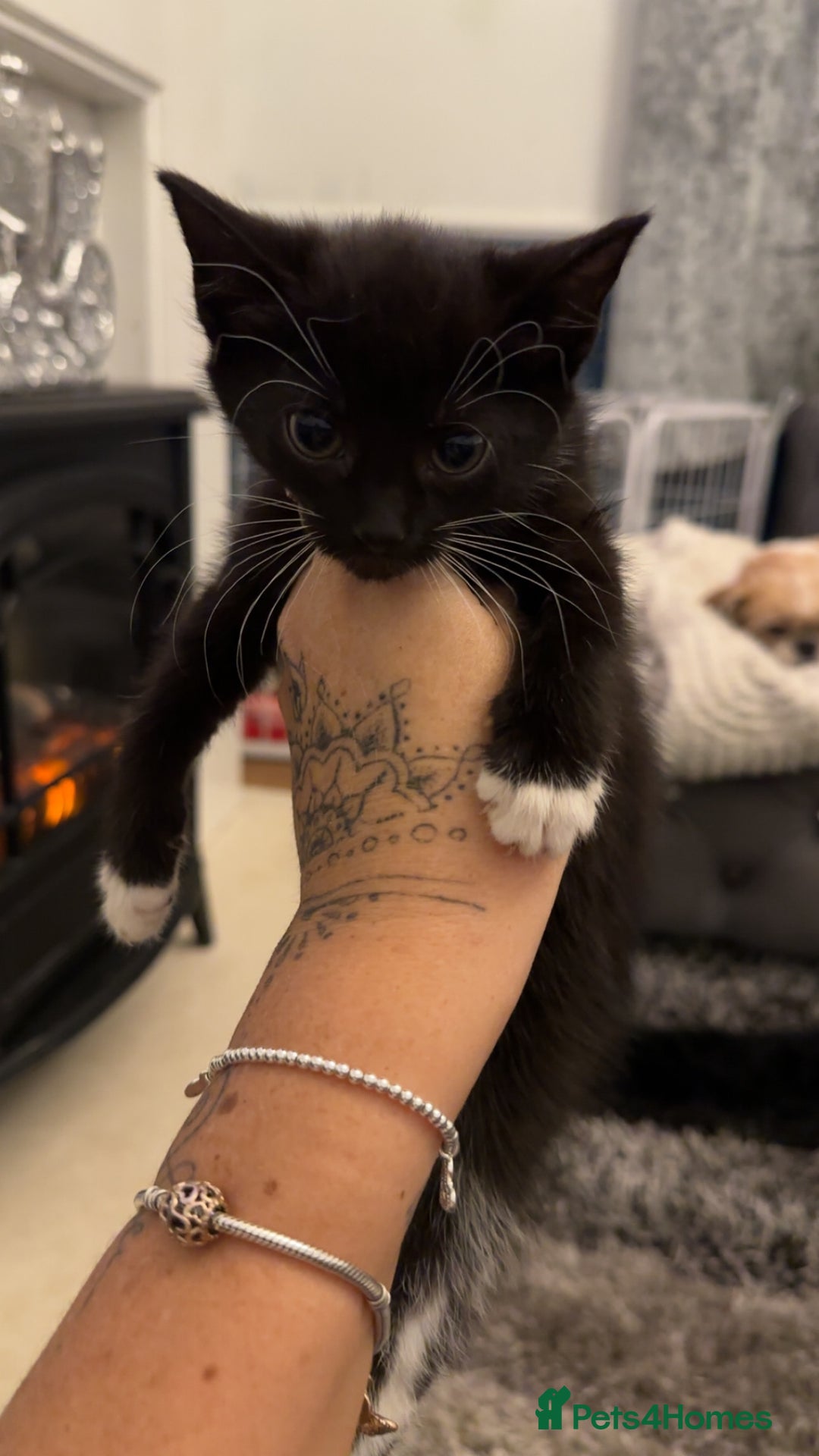 Domestic Shorthair cats for sale: Beautiful mix of kittens  - Advert 14