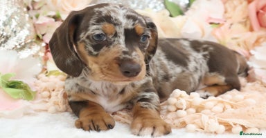 Miniature Dachshund dogs - Advert 7
