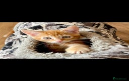 Bengal cats for sale: Bengal cross female rare ginger  - Image 5