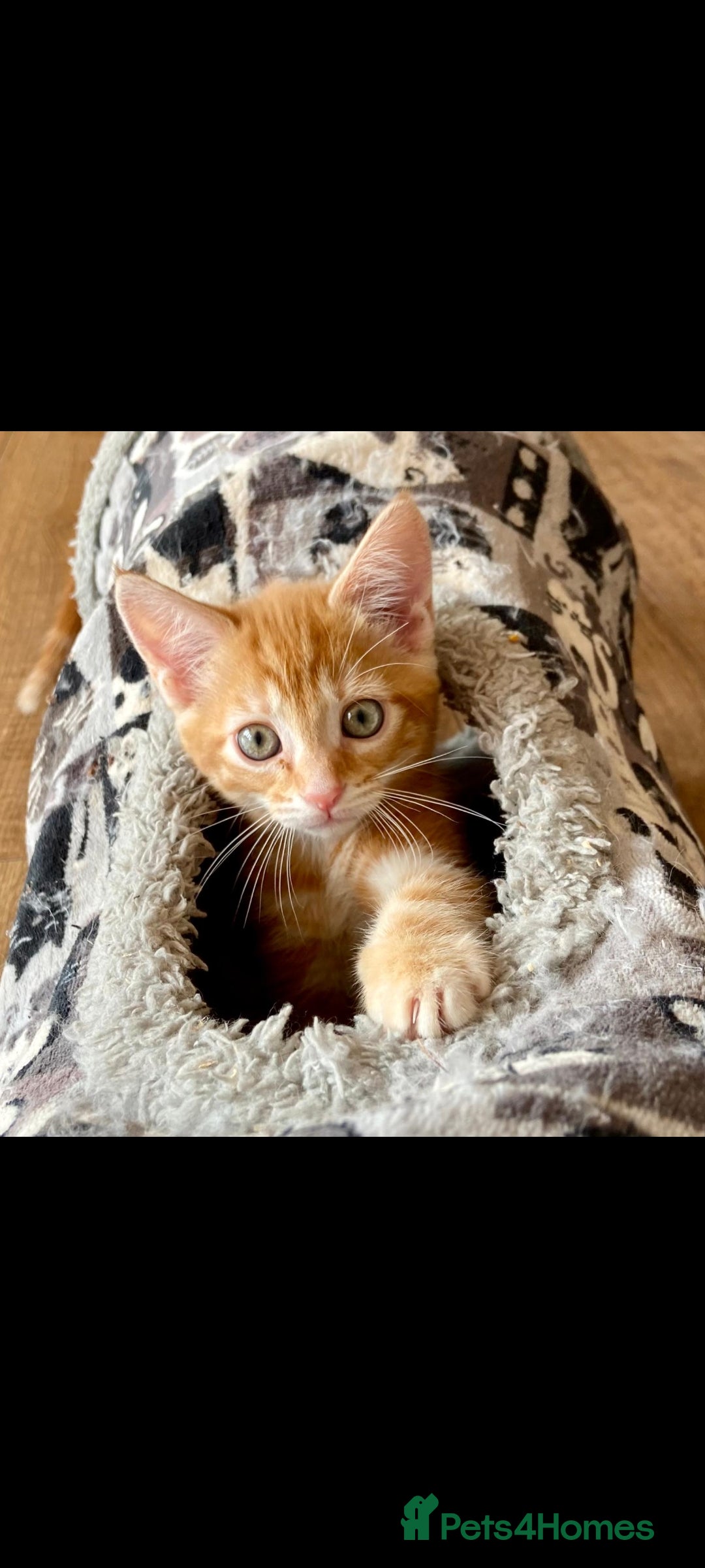 Bengal cats for sale: Bengal cross female rare ginger  - Image 5