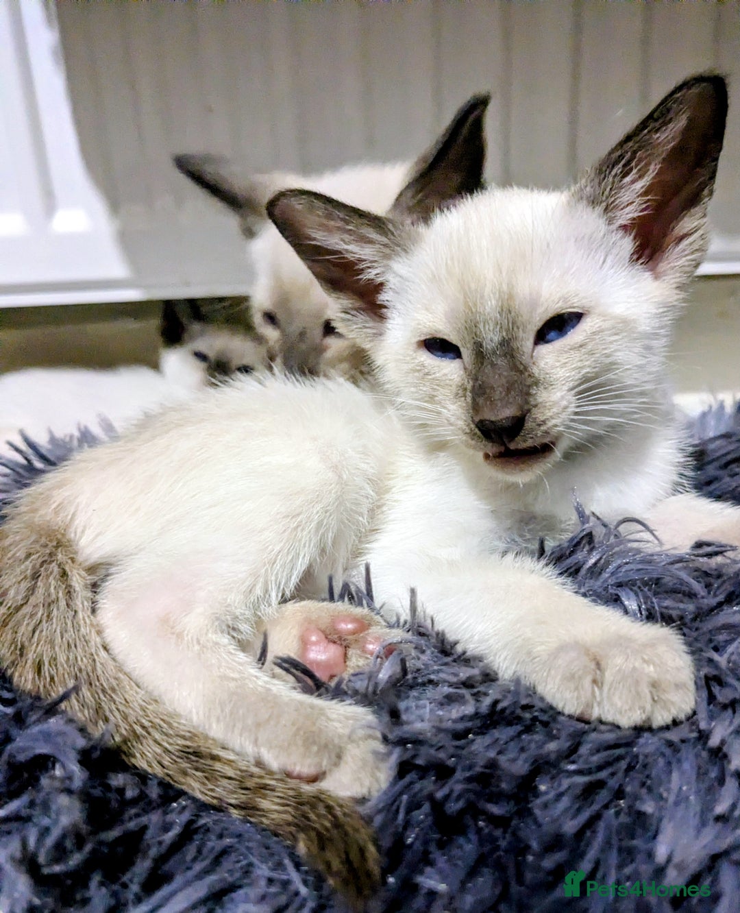 Siamese cats for sale: 6 little monkeys 🩷🩵 - Advert 2