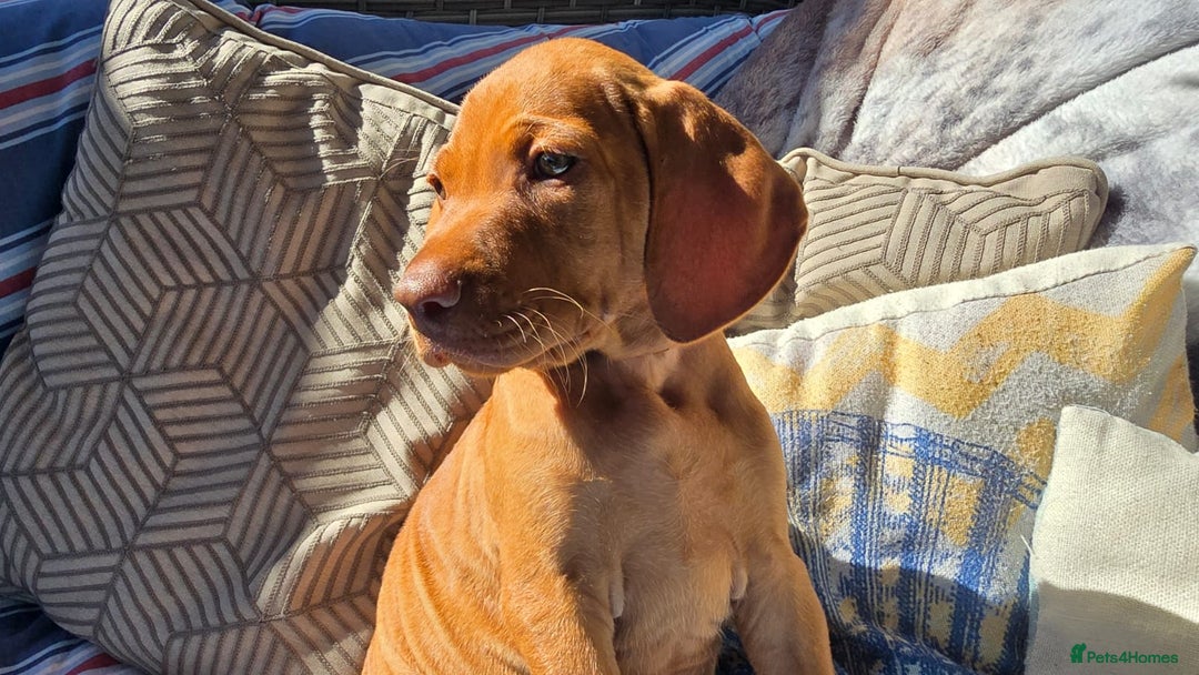 Hungarian Vizsla dogs for sale: Beautiful Hungarian Vizsla Puppies  in Sheerness - Image 18