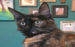 Mixed Breed cats for sale: Beautiful Kittens  - Image 14