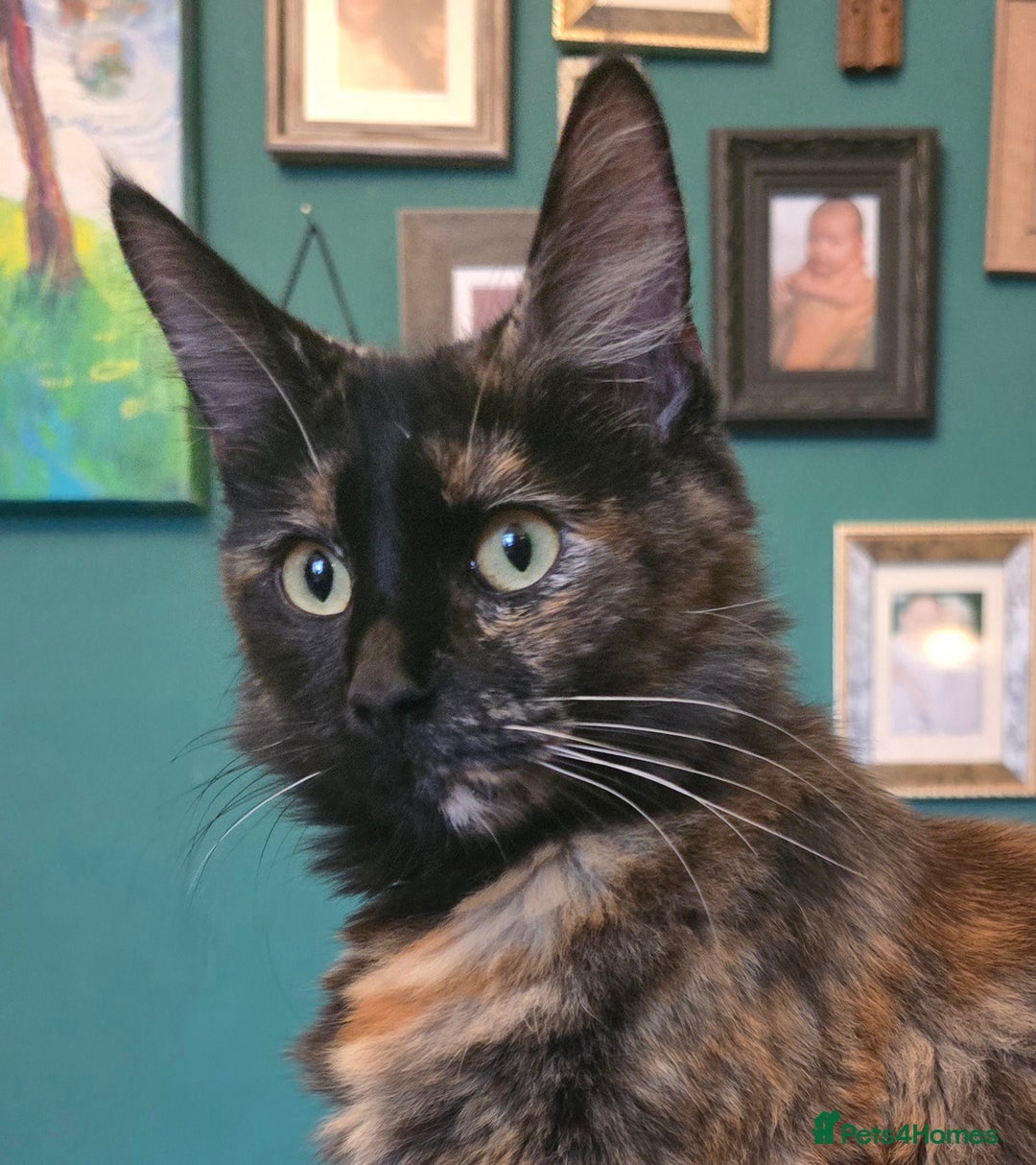 Mixed Breed cats for sale: Beautiful Kittens  - Image 14