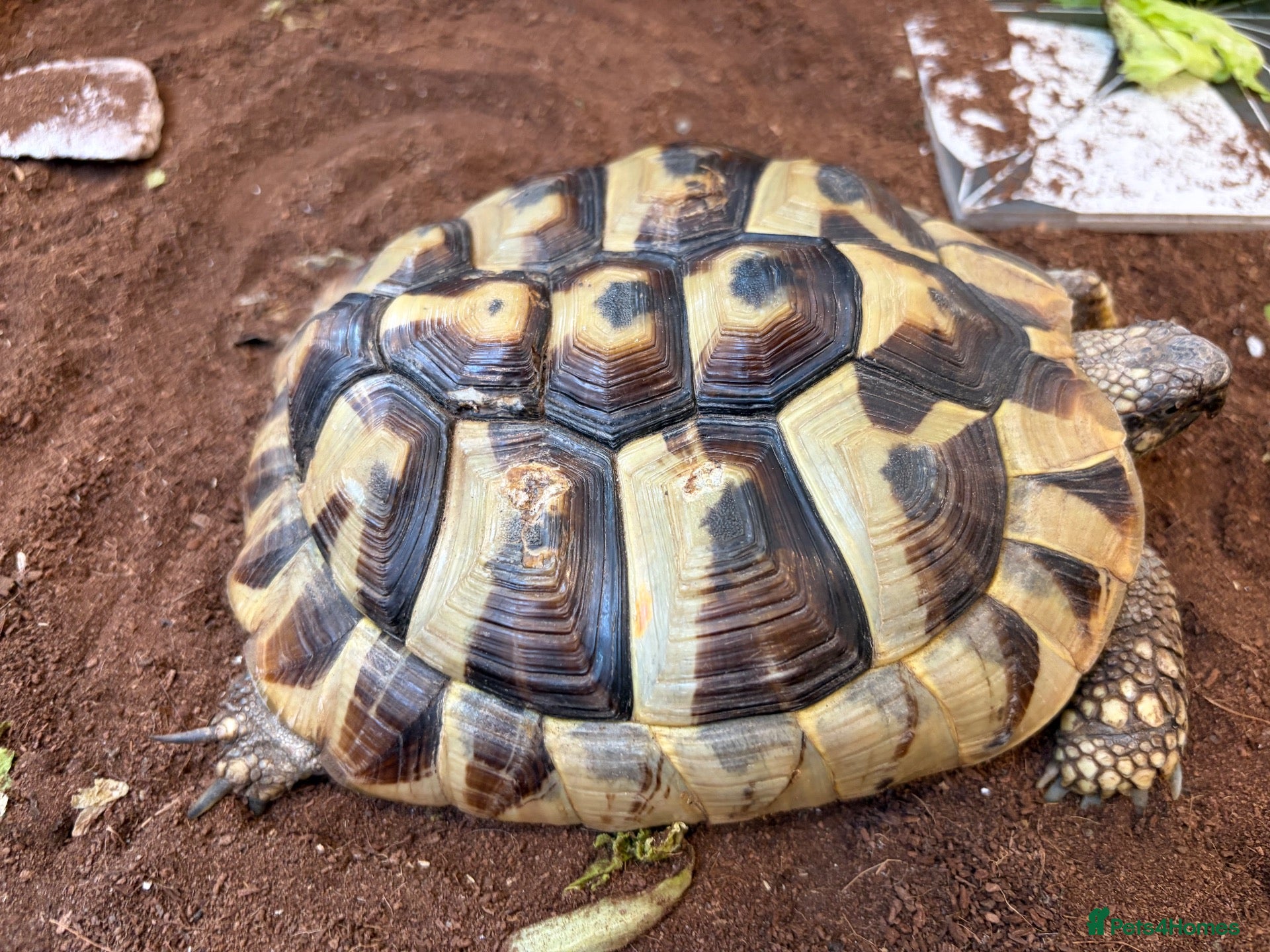 Tortoise reptiles Hermann’s Tortoise with Enclosure & Certificate - Advert 2
