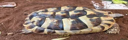 Tortoise reptiles for sale: Hermann’s Tortoise with Enclosure & Certificate in Weybridge - Advert 2