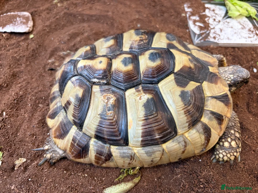 Tortoise reptiles for sale: Hermann’s Tortoise with Enclosure & Certificate in Weybridge - Advert 2