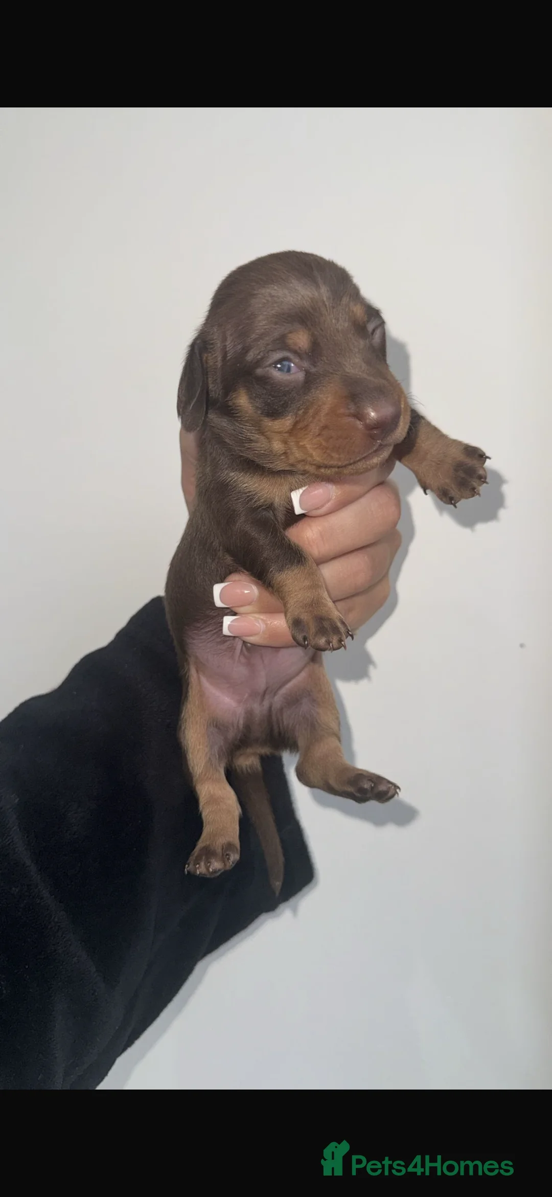Miniature Dachshund dogs for sale: Miniature dachshunds  - Advert 4