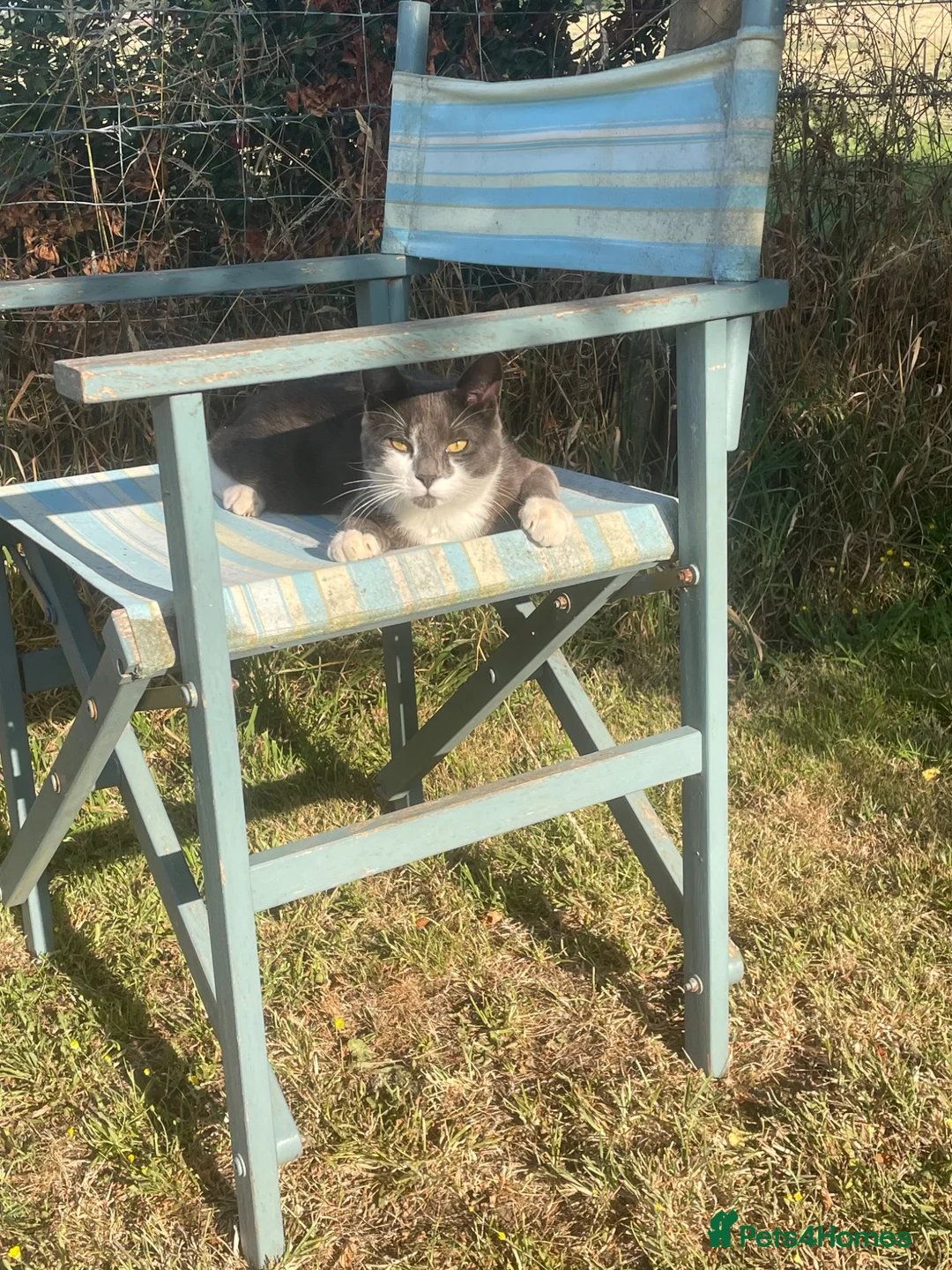 Mixed Breed cats for sale: Cats  - Advert 1