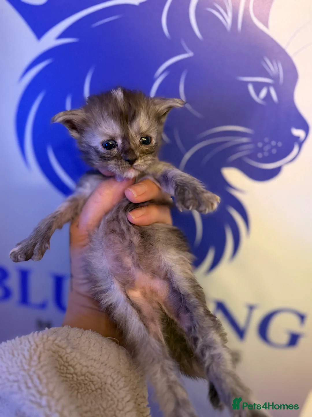 Maine Coon cats for sale: 👑 Stunning pedigree Maine coon kittens 👑  - Advert 20