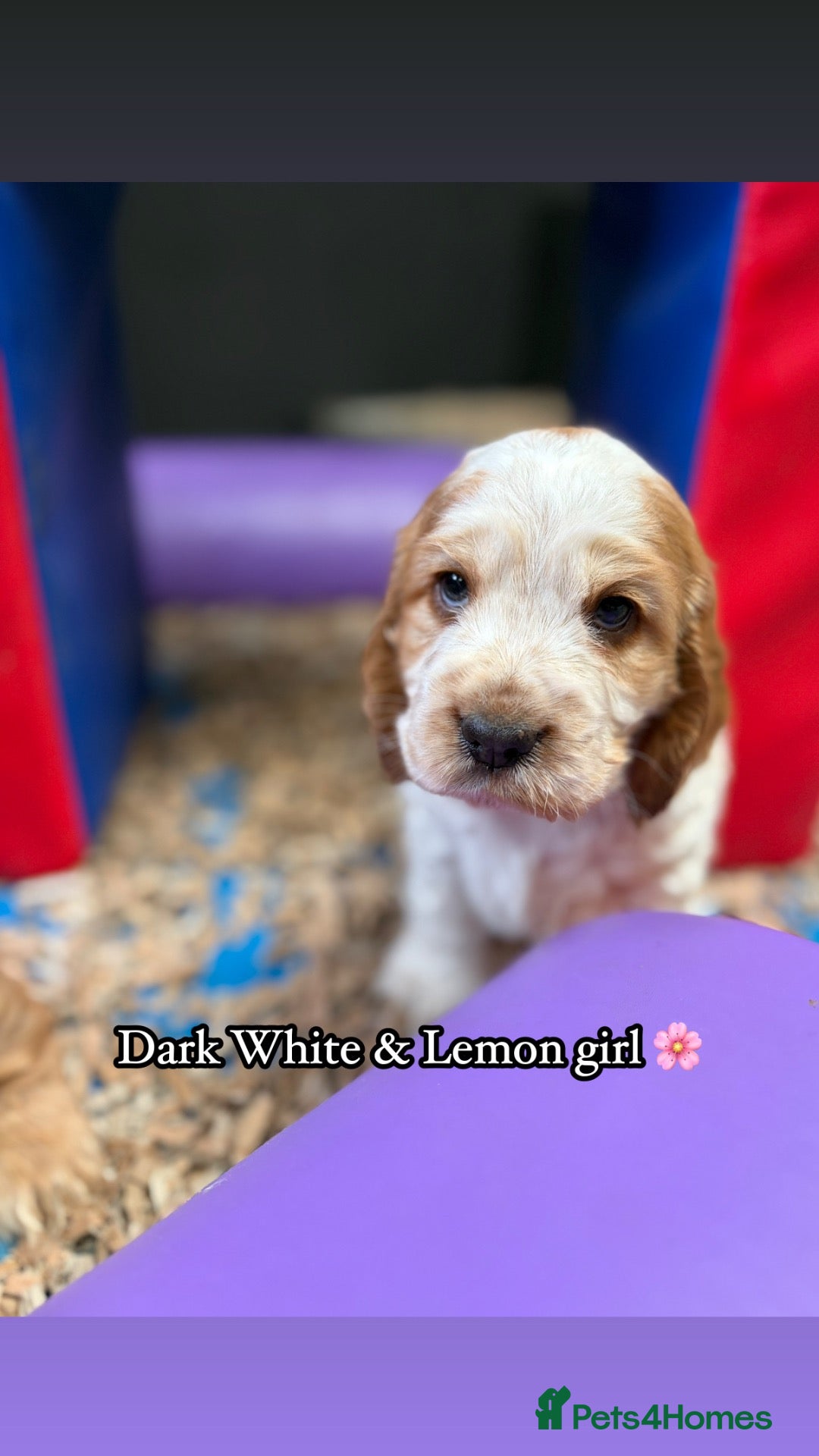 Cocker Spaniel dogs 🏆 Award Winning 🏆 - Advert 2
