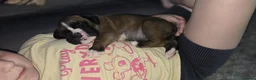 Boxer dogs for sale: Kc boxers - boy and girl are looking for 🏡 - Advert 24