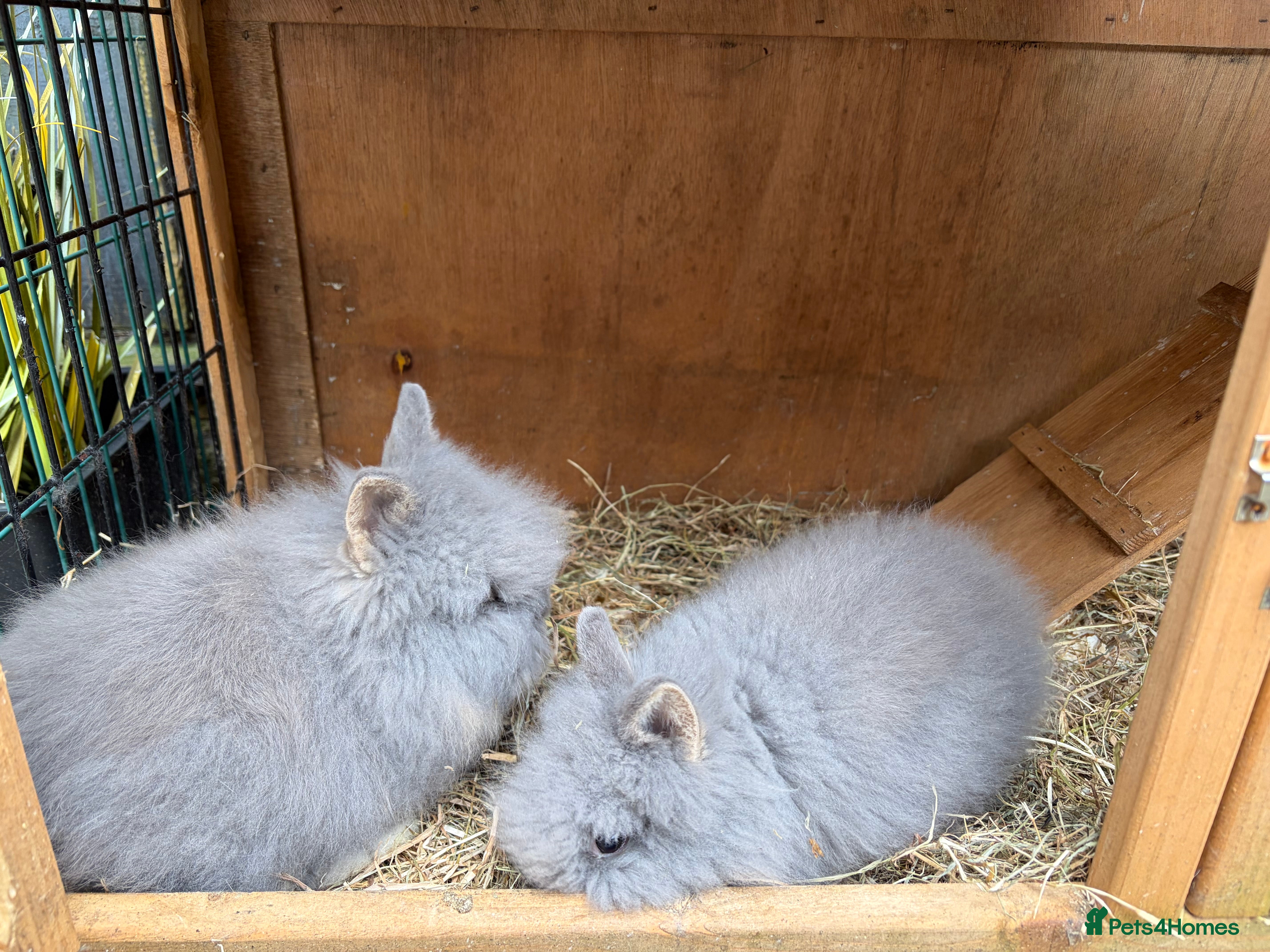 Lionhead rabbits Double mane lion head baby’s for sale  - Advert 20